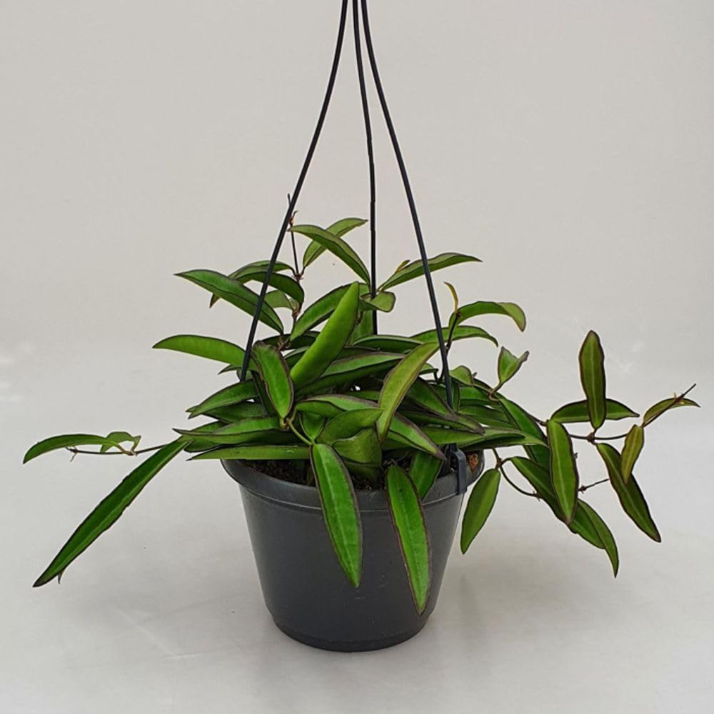 Thompson & Morgan Hoya Wayetii Plant Pot 12cm 2 Pack Image 3