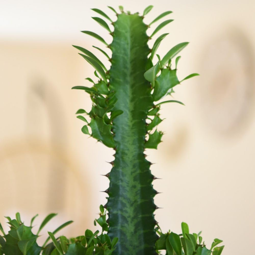 Thompson and Morgan Euphorbia Acruensis Cactus Plant Pot 17cm 2 Pack Image 3