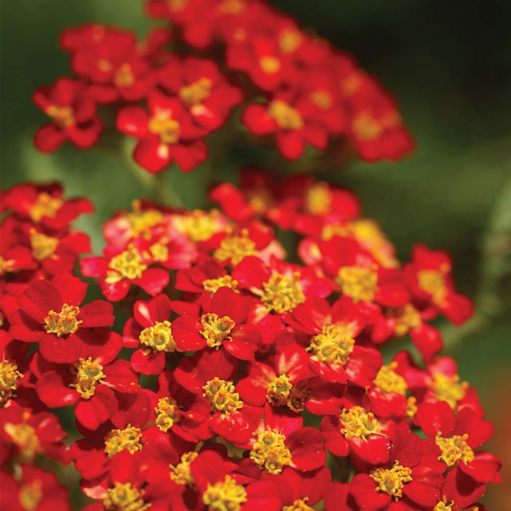 Thompson and Morgan Achillea Cerise Queen Plug Plant 6 Pack Image 5