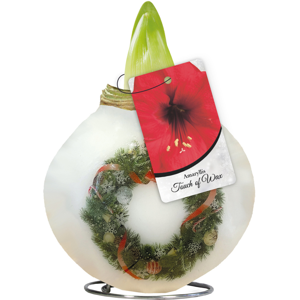 Thompson and Morgan Christmas Gift Porcelain Stag Amaryllis in Touch of Wax 2 Pack Image 3