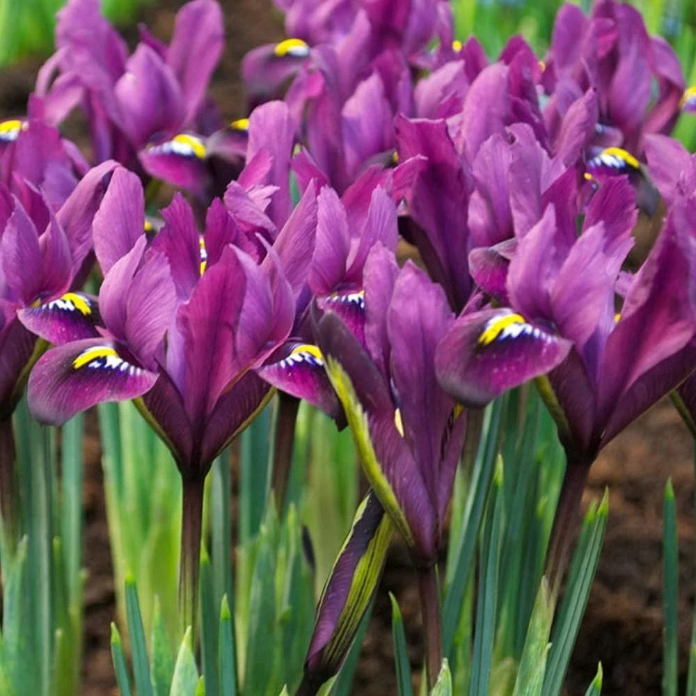 Thompson and Morgan Iris Reticulata Purple Hill Autumn Planting Bulb 20 Pack Image 3