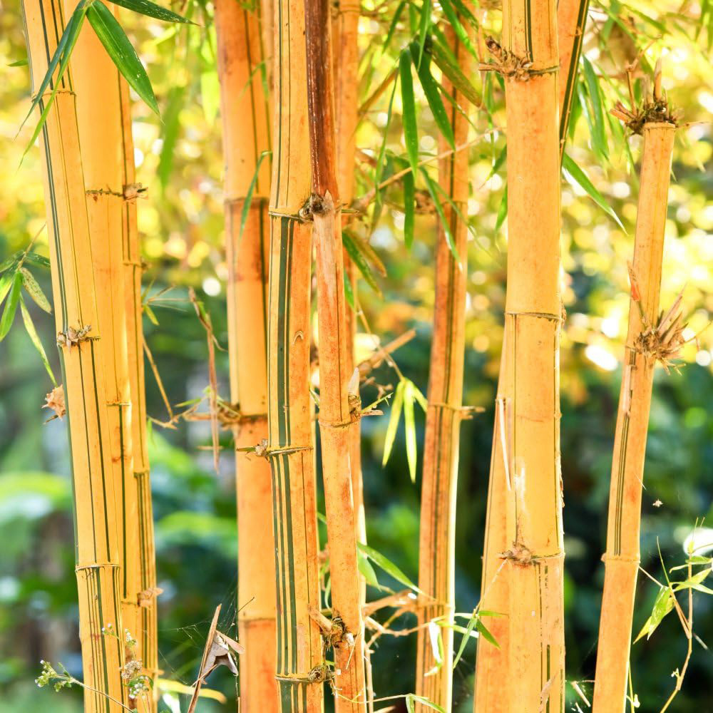 Thompson & Morgan Phyllostachys spectabilis Potted Plant 10L Image 1