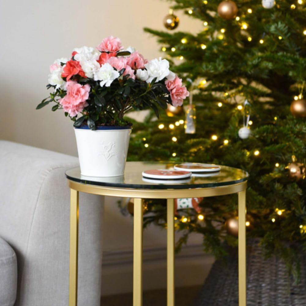 Thompson and Morgan Christmas Gift Azalea Quartet Plant Pot 14cm Image 3