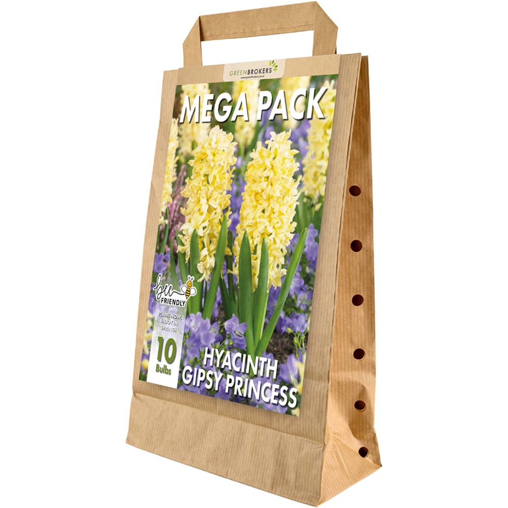 GreenBrokers Gipsy Princess Yellow Hyacinth Bee Friendly Planting Bulb 10 Pack Image 1