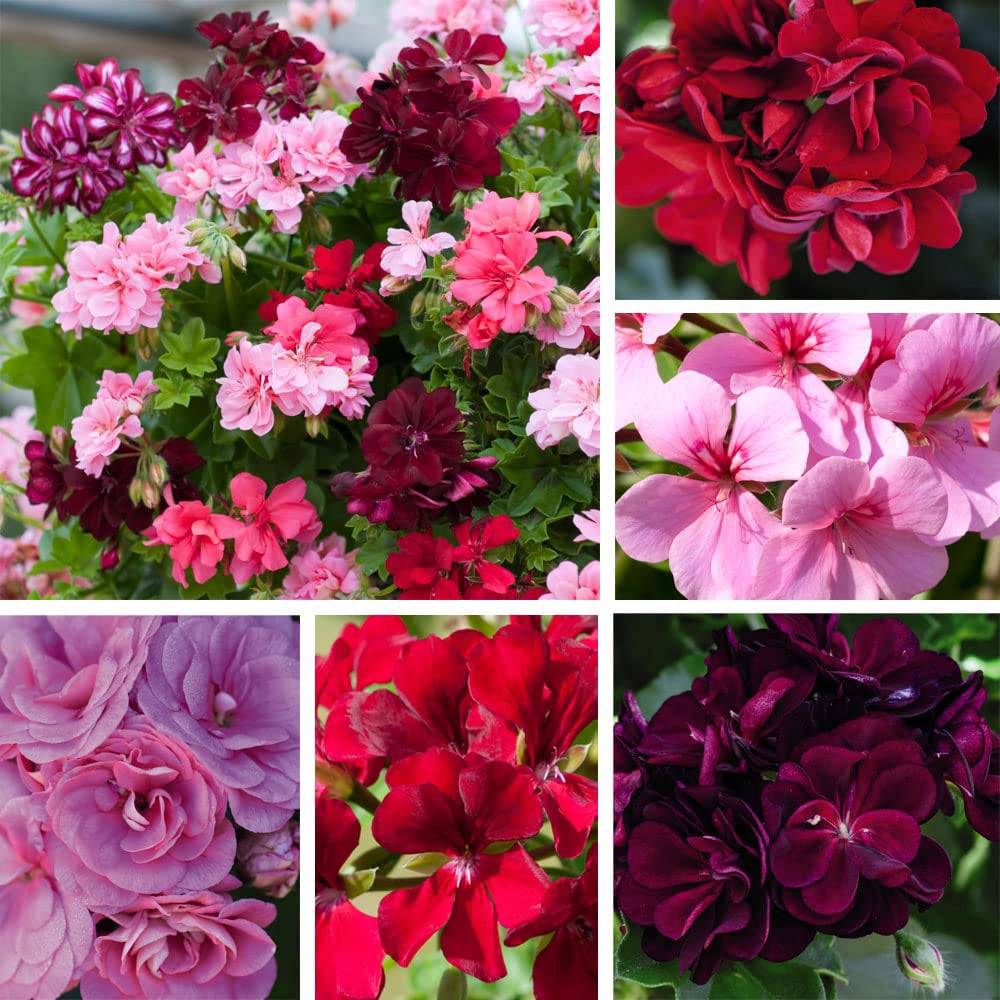 Thompson and Morgan Nurserymans Choice Geranium Jumbo Plant Plugs 20 Pack Image 1