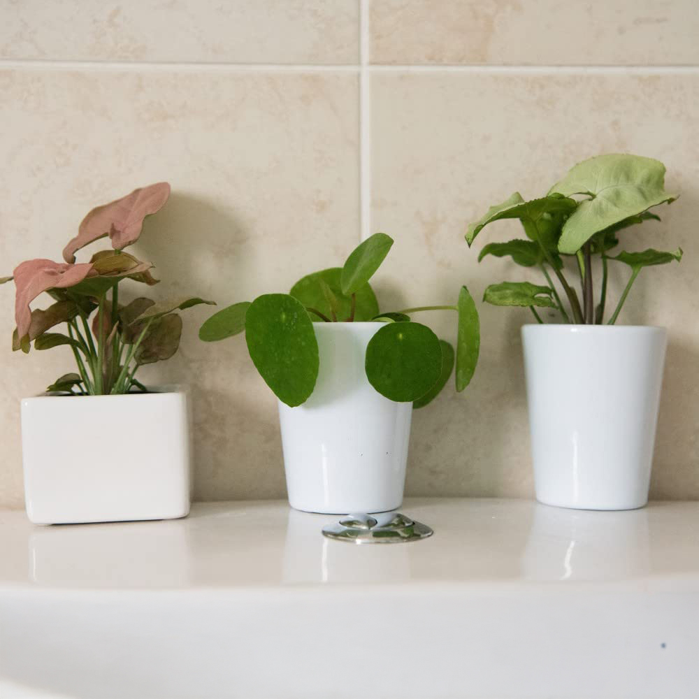 Thompson and Morgan Green Mix Plant Pot 6cm 3 Pack Image 1