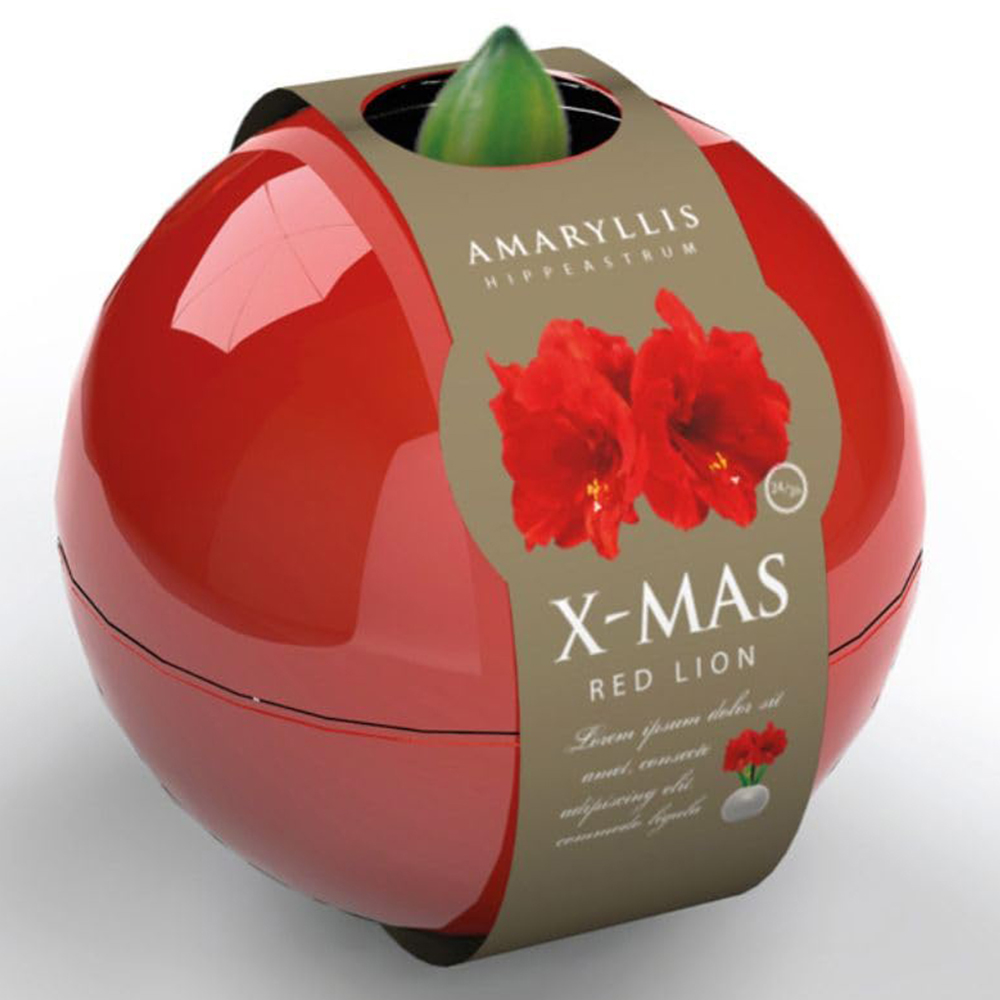 Thompson and Morgan Christmas Gift Red Amaryllis Bulb in Red Globe Image 2