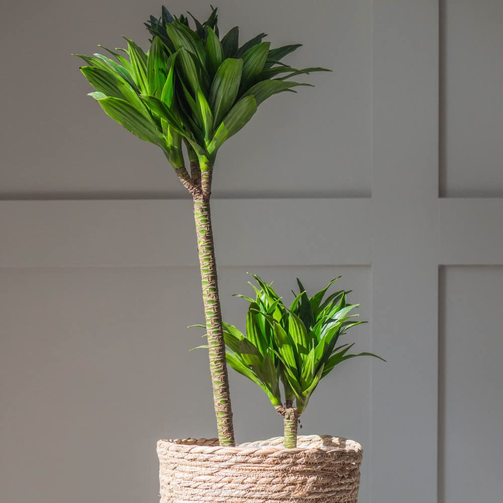 Thompson and Morgan Dracaena Dragon Tree Fragrans Compacta Potted Plant 5.5cm 2 Pack Image 2