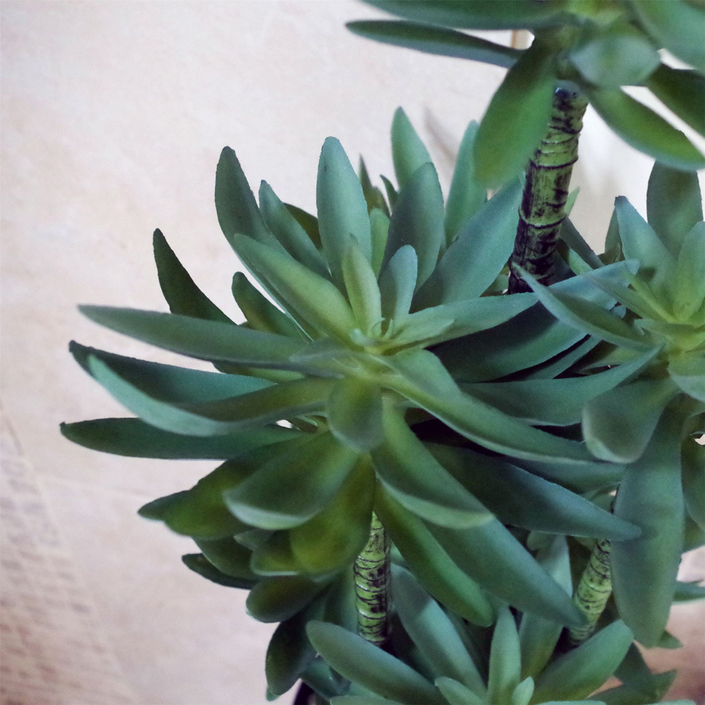 Botanik Tropical Yukka Artificial Plant in Pot 60cm Image 4