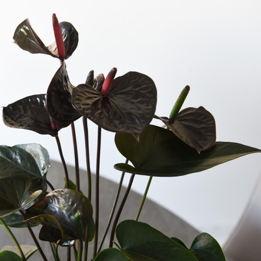 Thompson & Morgan Anthurium Black Love Potted Plant Image 2