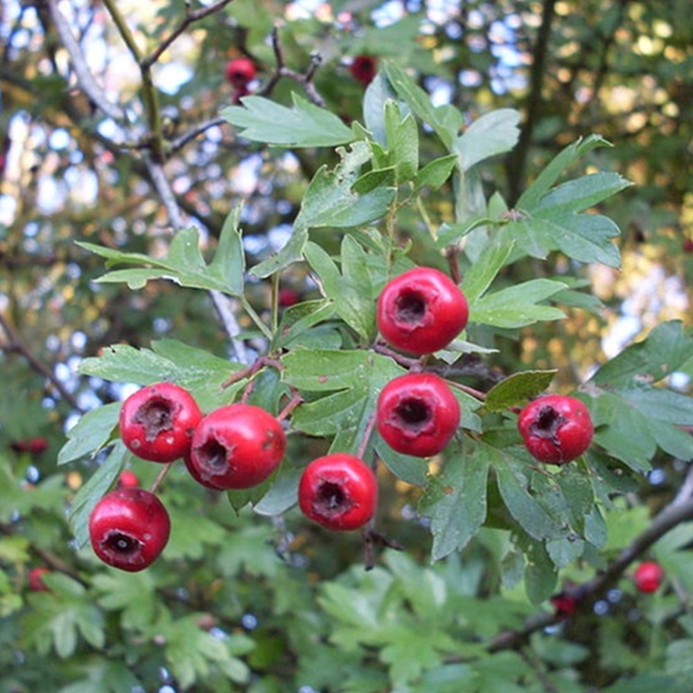 Inspirational Gifting Hawthorn Bare Root Hedge Plant Sapling 2-3ft 10 Pack Image 1