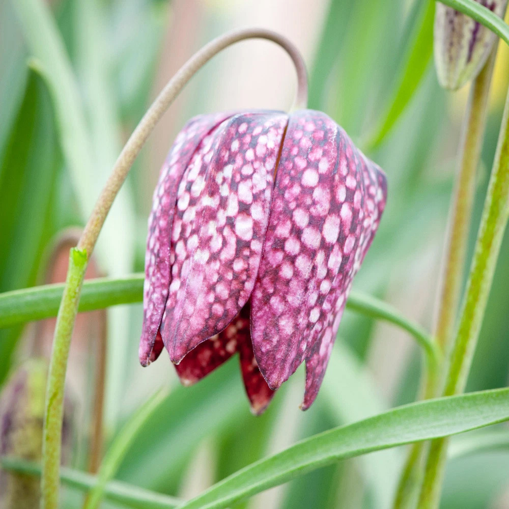 Thompson and Morgan Fritillaria Meleagris Mix Autumn Planting Bulb 40 Pack Image 2