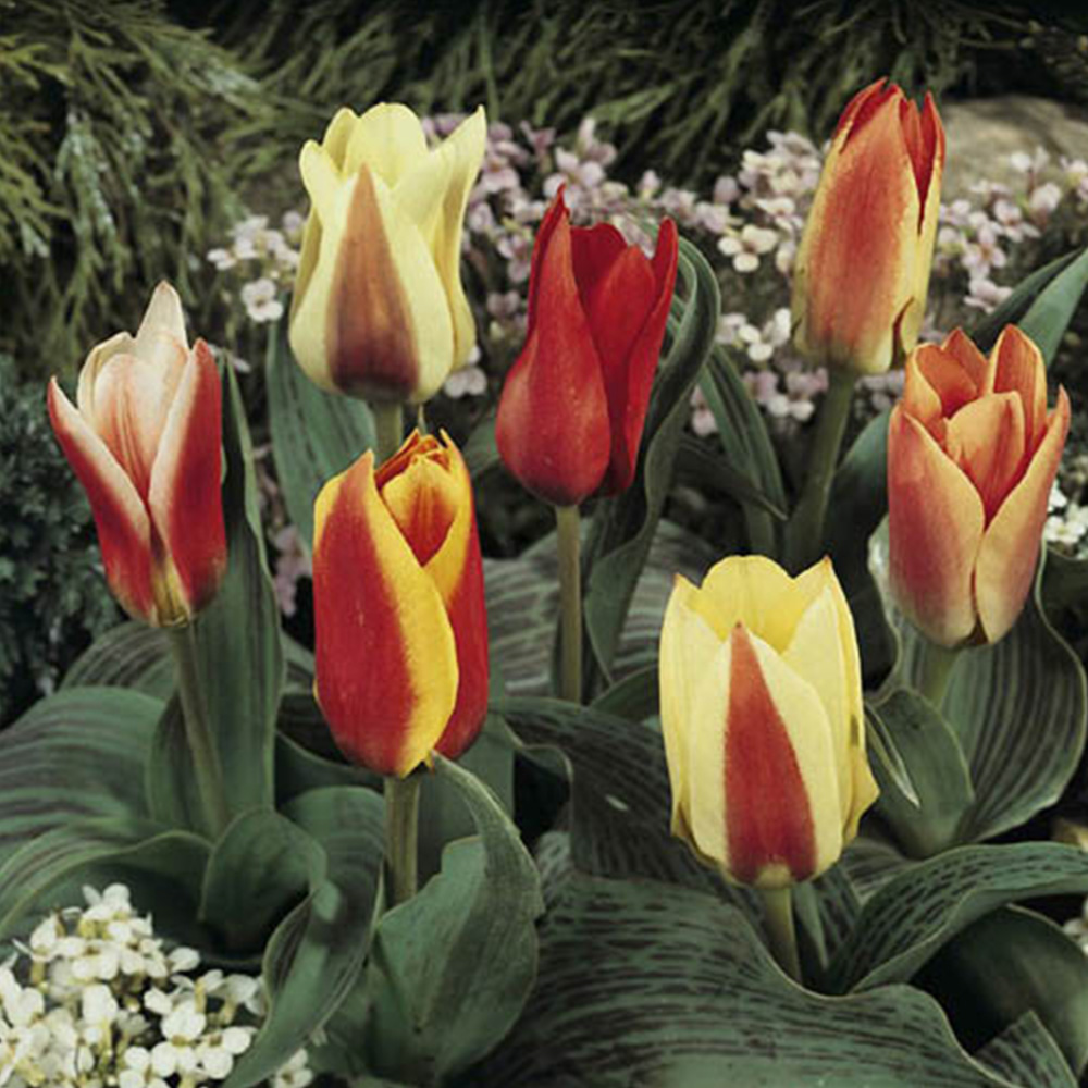 wilko Miniature Tulips Planting Bulb 30 Pack Image 1