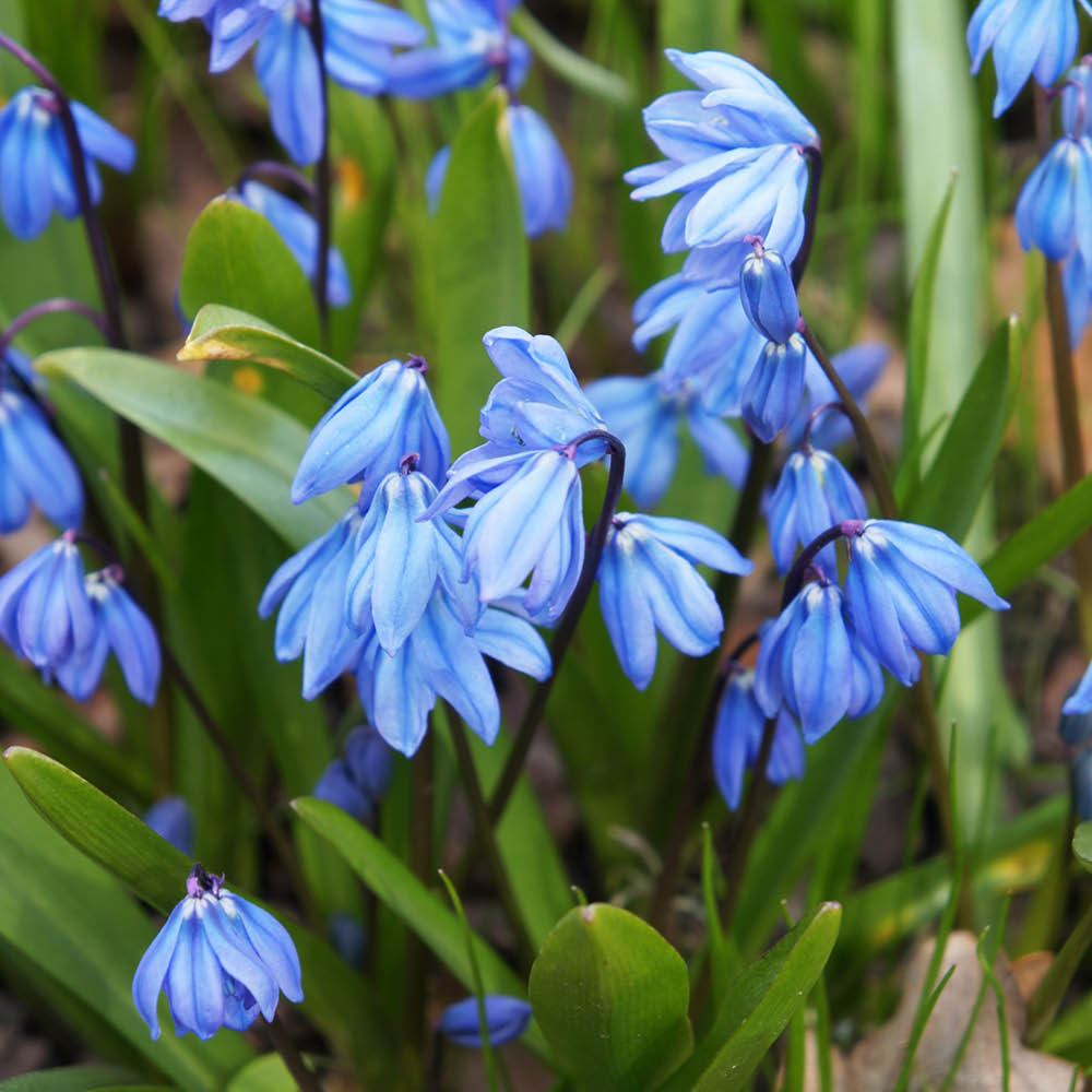 YouGarden Siberian Squill Scilla Siberica Planting Bulb 80 Pack Image 2