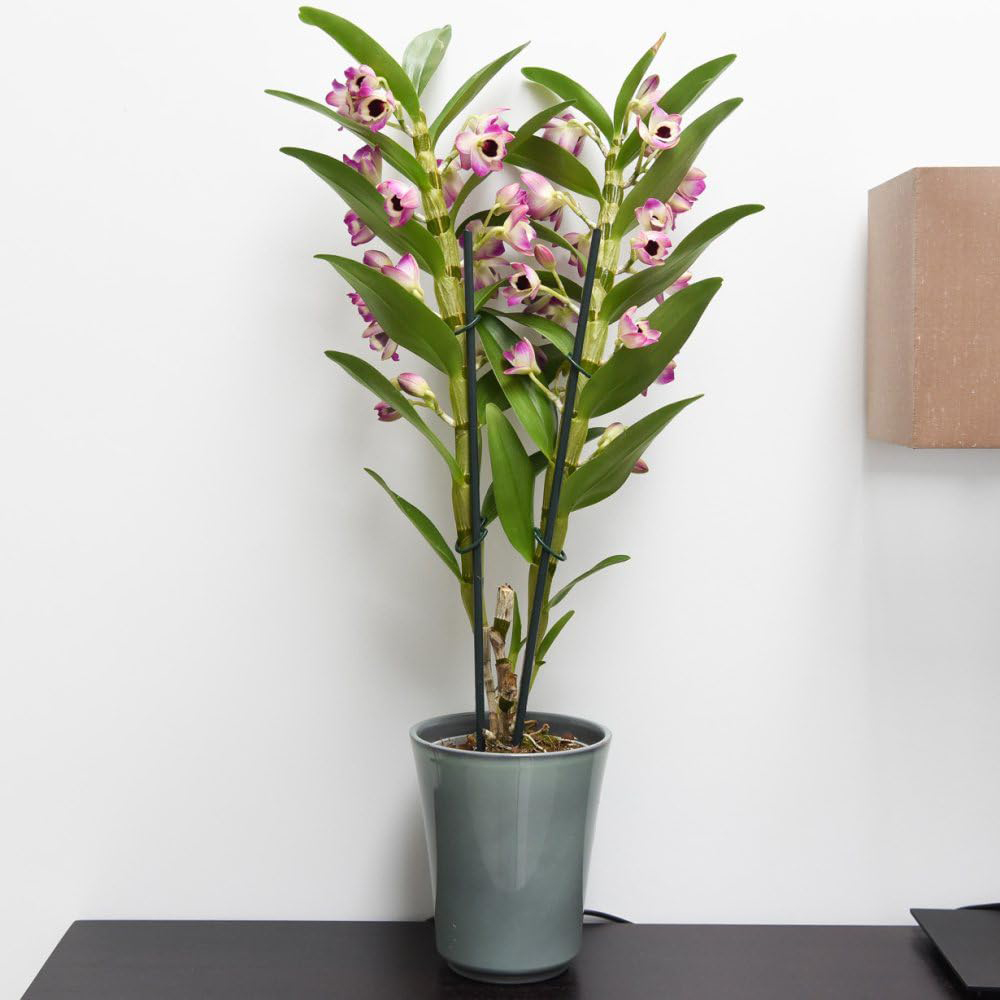 Thompson & Morgan Dendrobium Nobile Sunny Eye 2 Branch Potted Plant Image 2