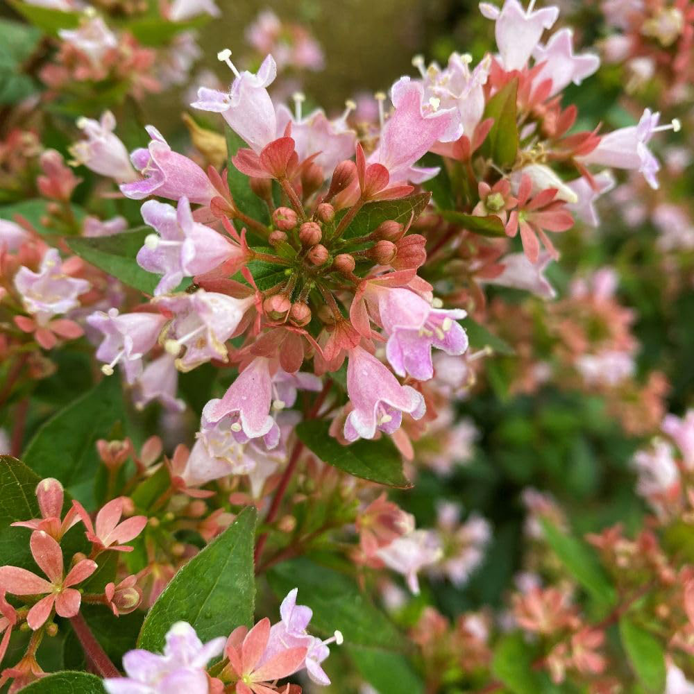 Thompson and Morgan Abelia x Grandiflora Raspberry Profusion Plant Pot 3L Image 1
