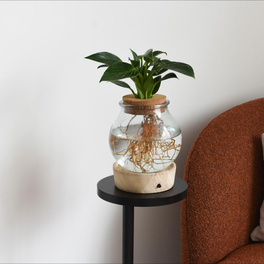Thompson & Morgan Houseplants Mix Plant with Light Up LED Glass Vase 2 Pack Image 2