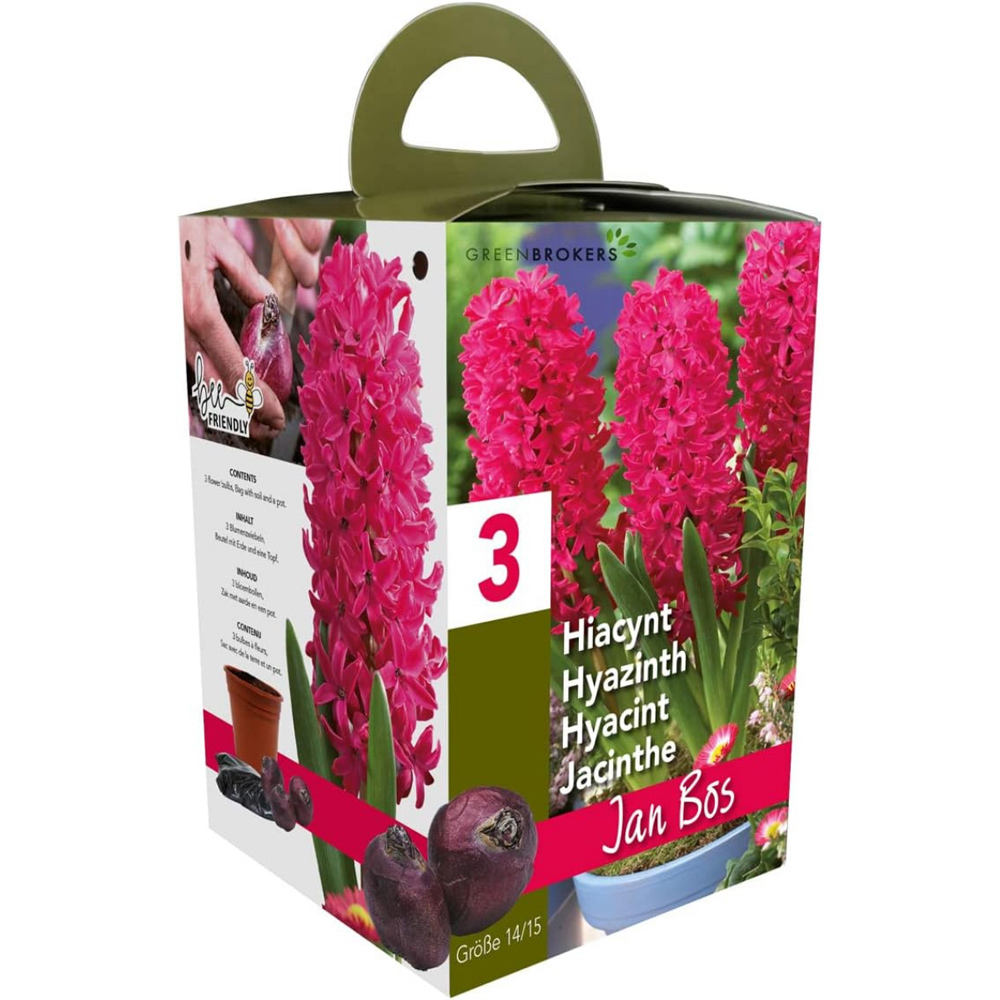 GreenBrokers Jan Bos Pink Hyacinth Planting Bulb Gift Box 3 Pack Image 2