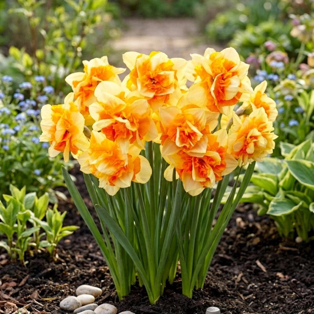 Thompson and Morgan Daffodil Sun Catchers Spring Planting Bulb 32 Pack Image 2