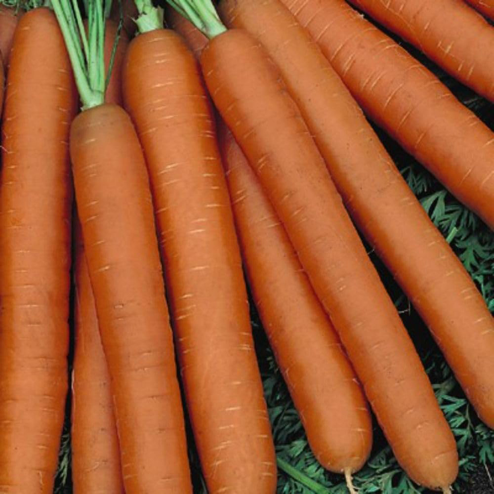 Thompson & Morgan Carrot Fly Free Collection Seed Packet 3 Pack Image 3