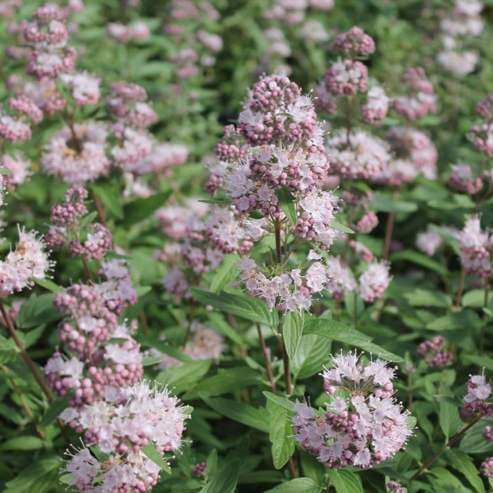 Thompson and Morgan Caryopteris and Clandonensis Stephi Plant Pot 3L Image 4