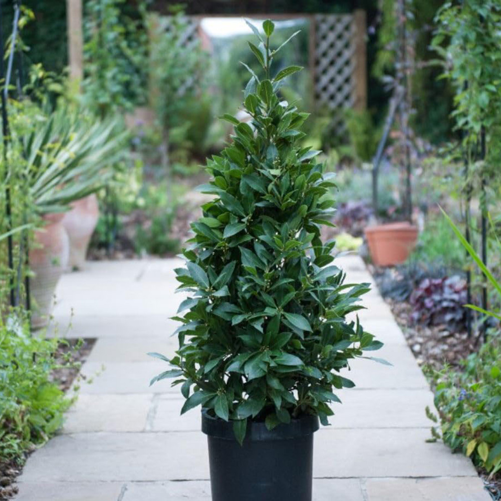Thompson & Morgan Laurus Nobilis Pyramid Tall Potted Plant 20cm Image 1