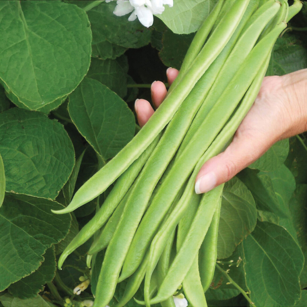 Runner Bean Moonlight Seeds Image 1