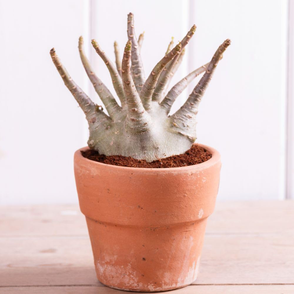 Thompson & Morgan Adenium NB Ansu Baobab Plant Pot 15cm 2 Pack Image 1