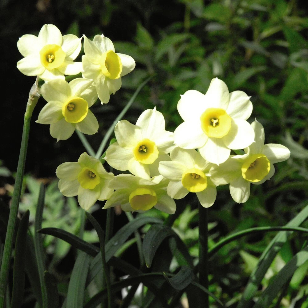 Thompson and Morgan Daffodil Minnow Planting Bulb 20 Pack Image 5