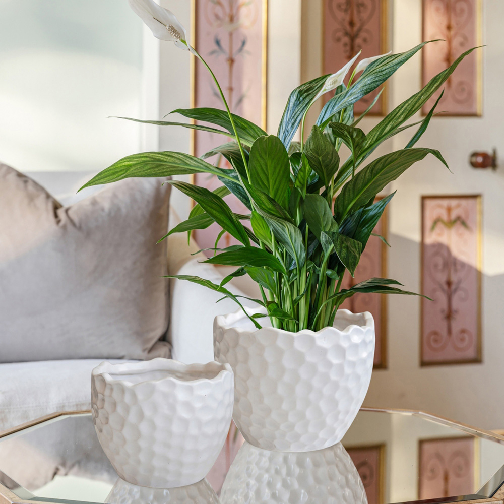 Ivyline Kew White Ceramic Botanical Textured Matt Satin Glaze Indoor Planter 21cm Image 2