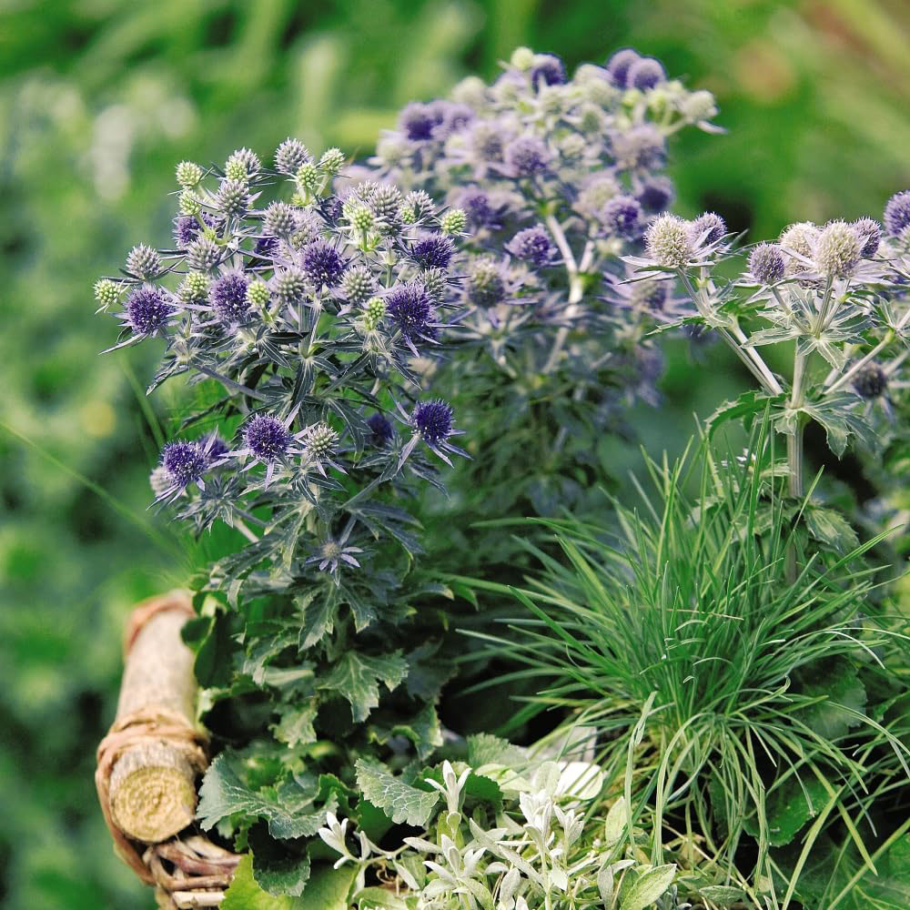 Thompson and Morgan Eryngium Planum Blue Hobbit Plant Pot 9cm 2 Pack Image 2