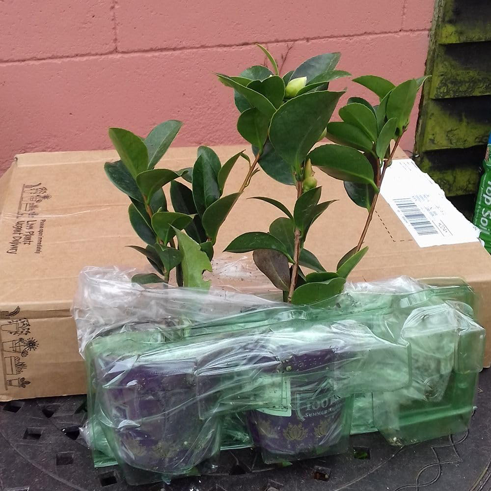Thompson and Morgan Camellia Changii 1001 Summer Nights Jasmine Plant Pot 3L Image 5
