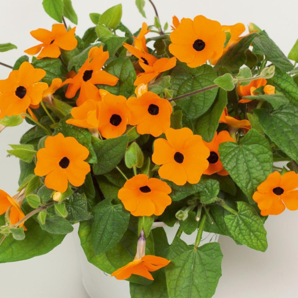 Thompson and Morgan Thunbergia Sunny Susy Collection Jumbo Plug Plant 5 Pack Image 3