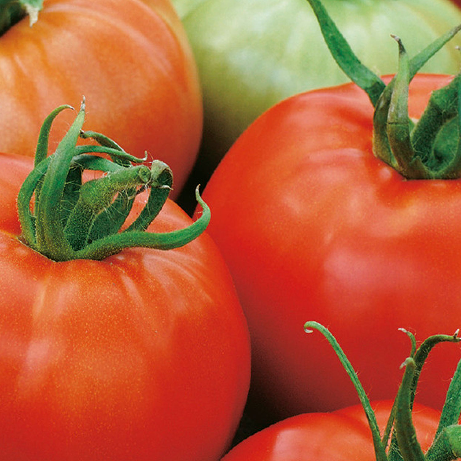 Johnsons Ace 55 VF Tomato Seeds Image 1