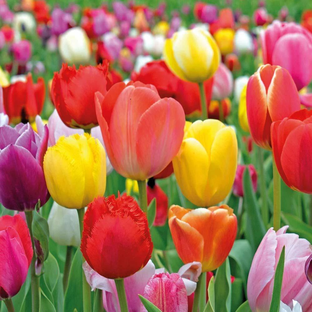 Thompson and Morgan Tulip Majestic Mixed Planting Bulb 80 Pack Image 1