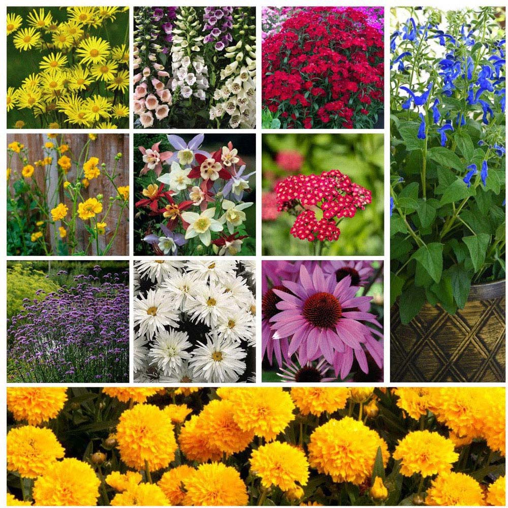 Thompson and Morgan Best Value Rainbow Perennial Collection Plug Plant 144 Pack Image 1