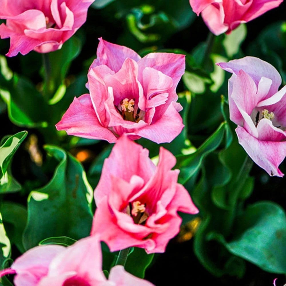 Thompson and Morgan Tulip Miss Elegance Planting Bulb 32 Pack Image 4