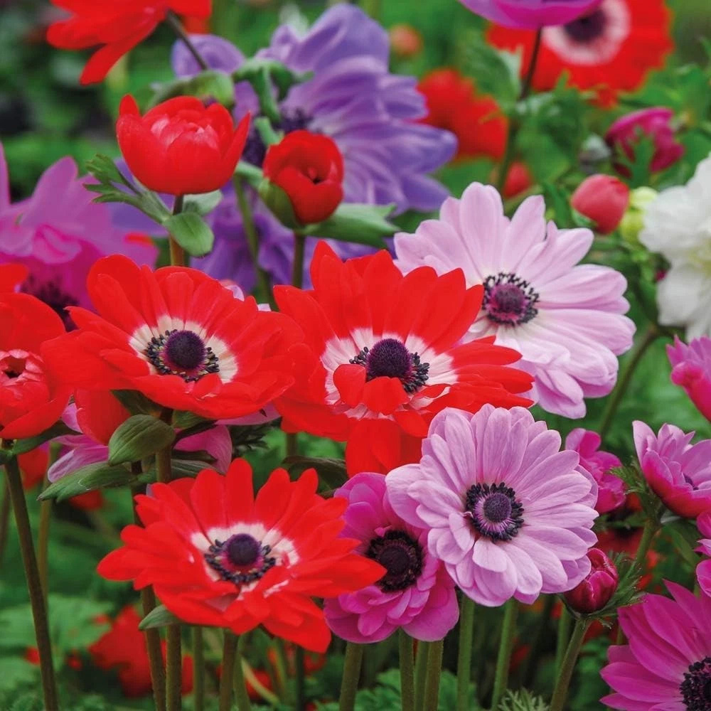 Thompson and Morgan Anemone St Brigid Doubles Planting Bulb 100 Pack Image 6