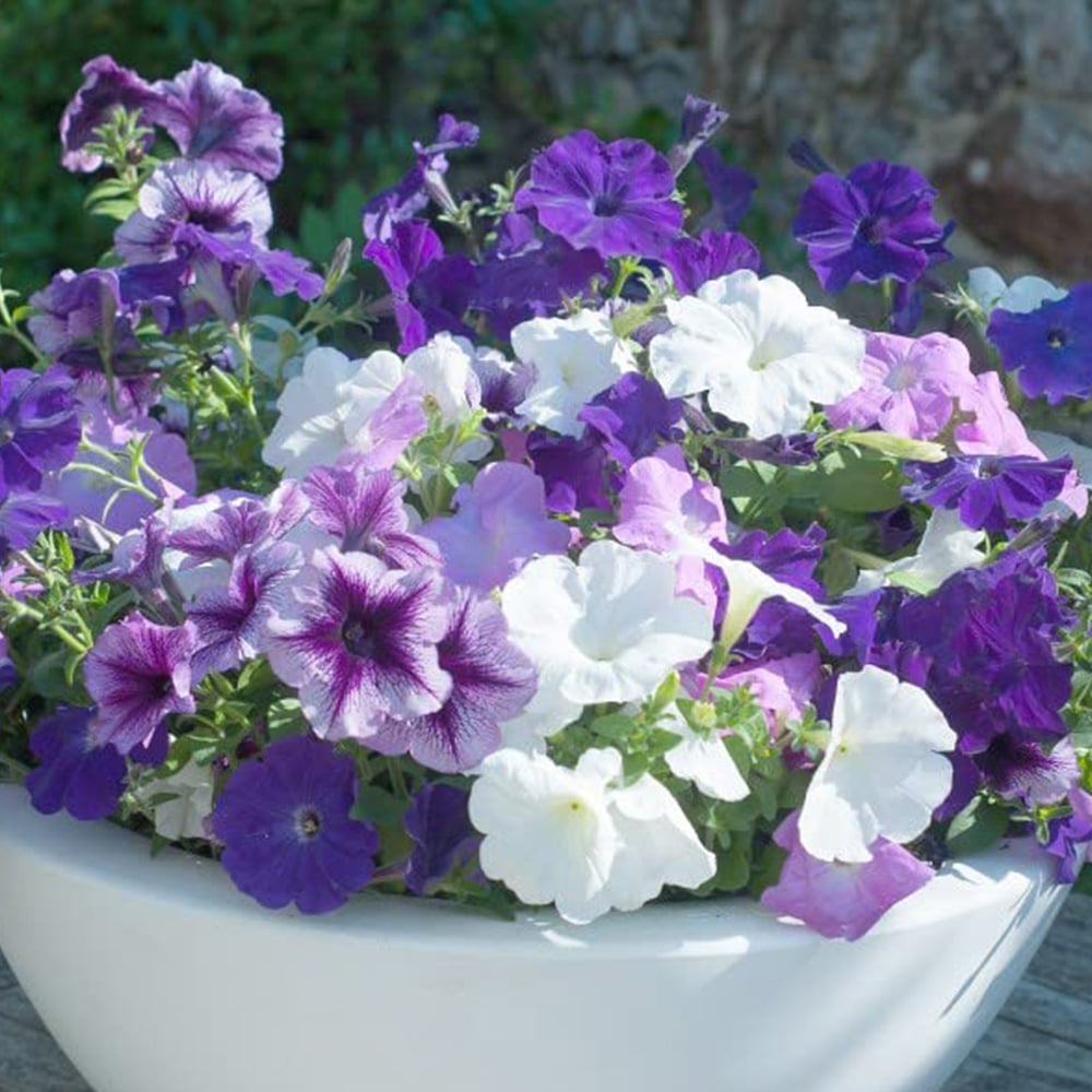 Thompson and Morgan Petunia Frenzy Grand Rapid Garden Ready Plant 15 Pack Image 1