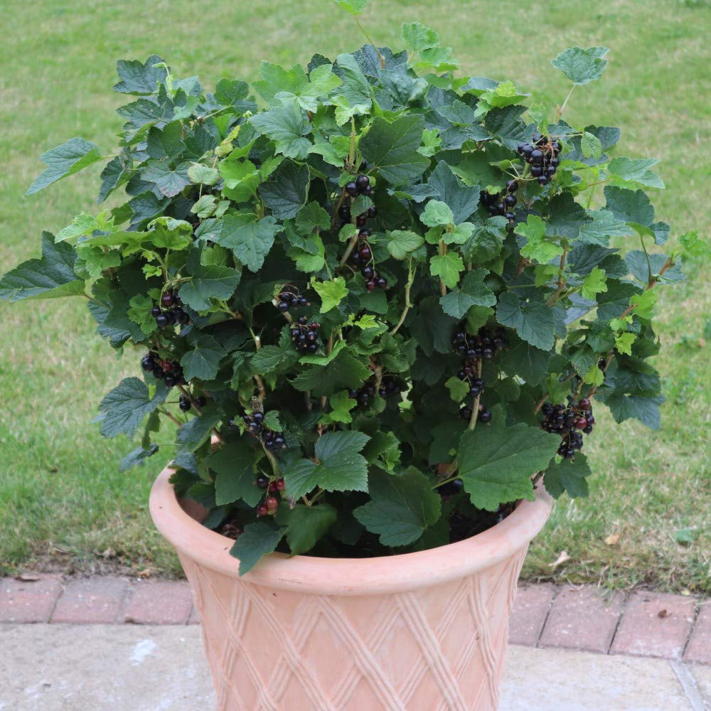 Thompson & Morgan Blackcurrant Giant Nigrum Summer Pearls Potted Plant Image 2