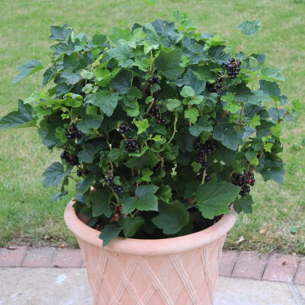 Thompson & Morgan Blackcurrant Ribes nigrum Summer Pearls Patio Potted Plant 9cm 3 Pack Image 3