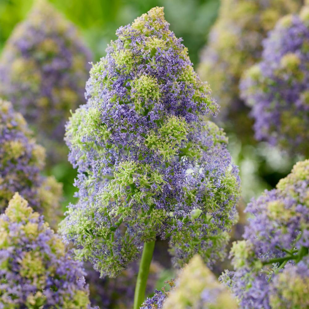 Thompson and Morgan Muscari Fantasy Creation Bulbs 10 Pack Image