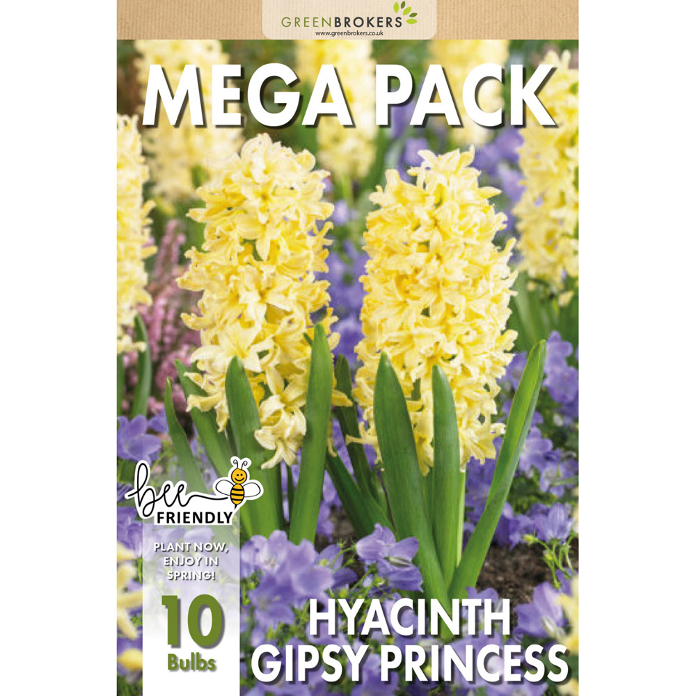 GreenBrokers Gipsy Princess Yellow Hyacinth Bee Friendly Planting Bulb 10 Pack Image 2