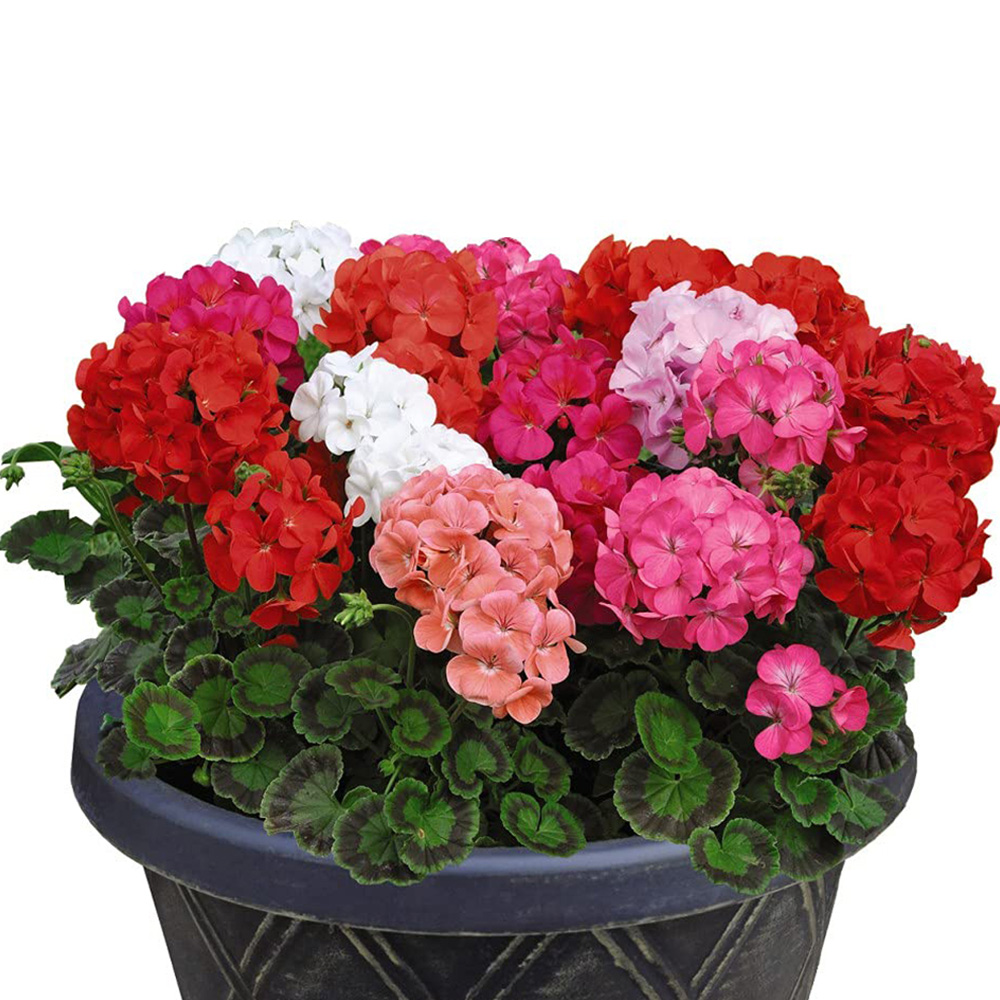Thompson and Morgan Geranium Jackpot Mixed Garden Ready Plant 15 Pack Image 2