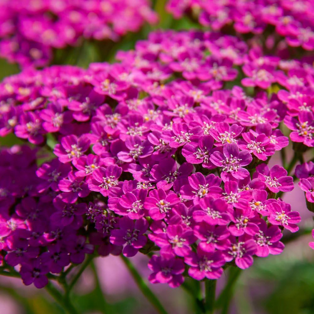 Thompson and Morgan Achillea Millefolium Lilac Beauty Plant Pot 3L Image