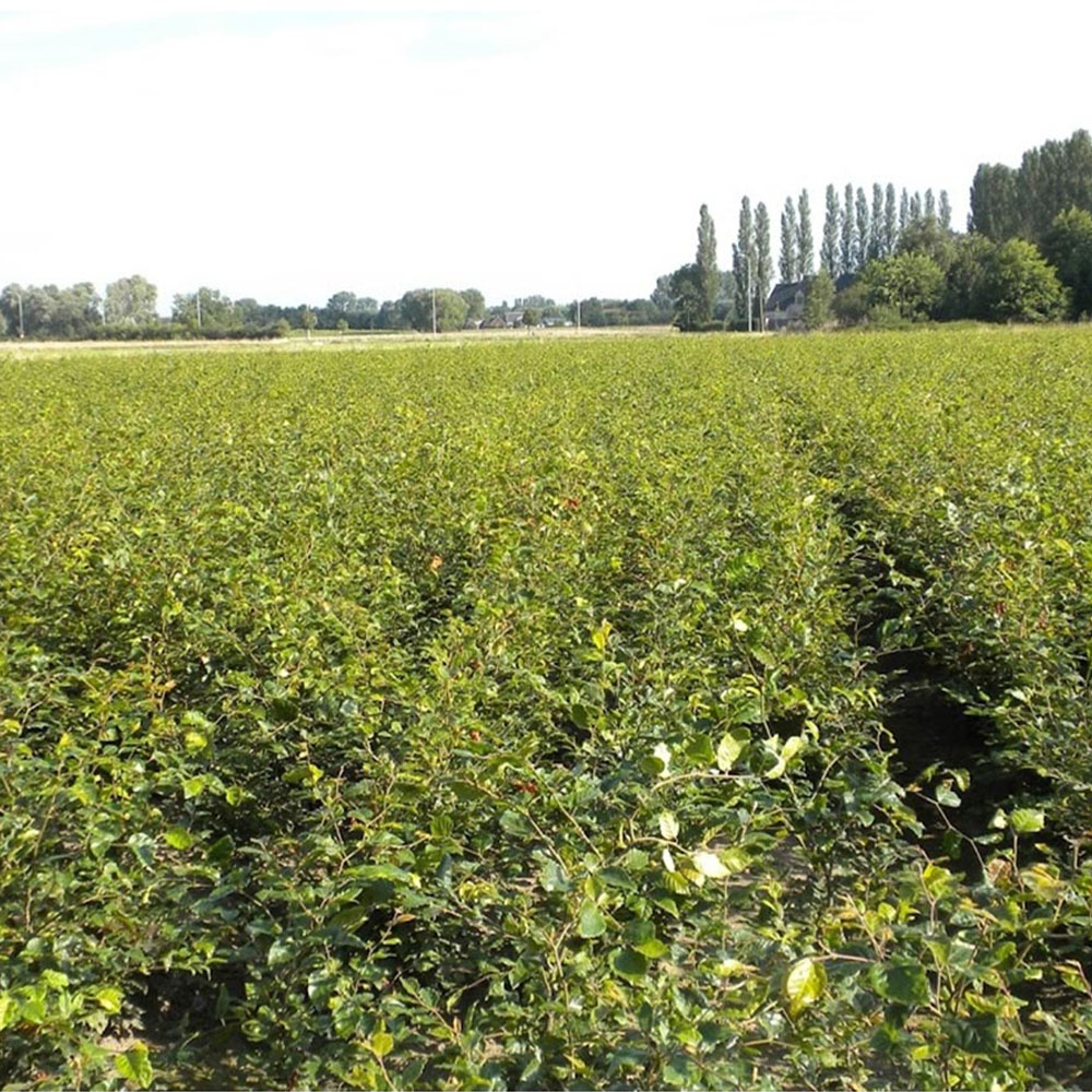 Inspirational Gifting Green Beech Semi-Evergreen Bare Root Hedge Plant Sapling 3-4ft 20 Pack Image 2