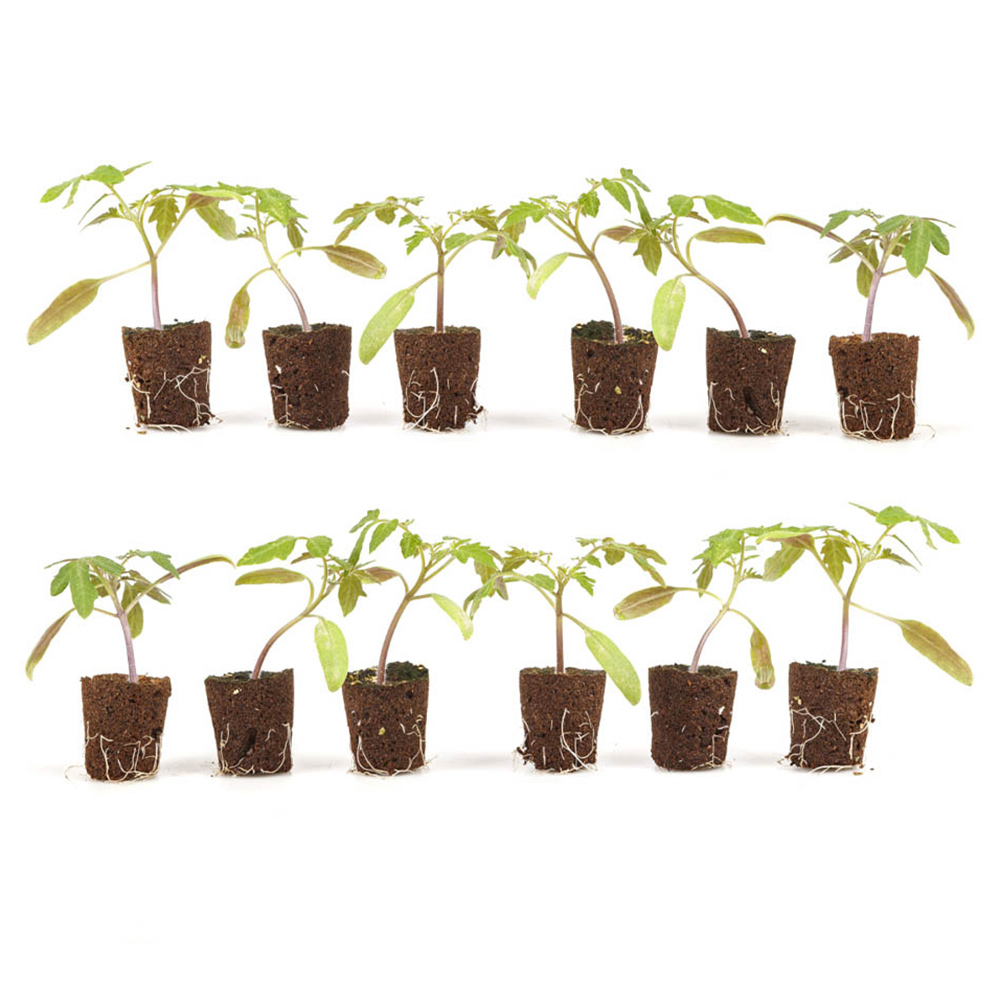 YouGarden Tomato Tumbling plug x 12 Image 2