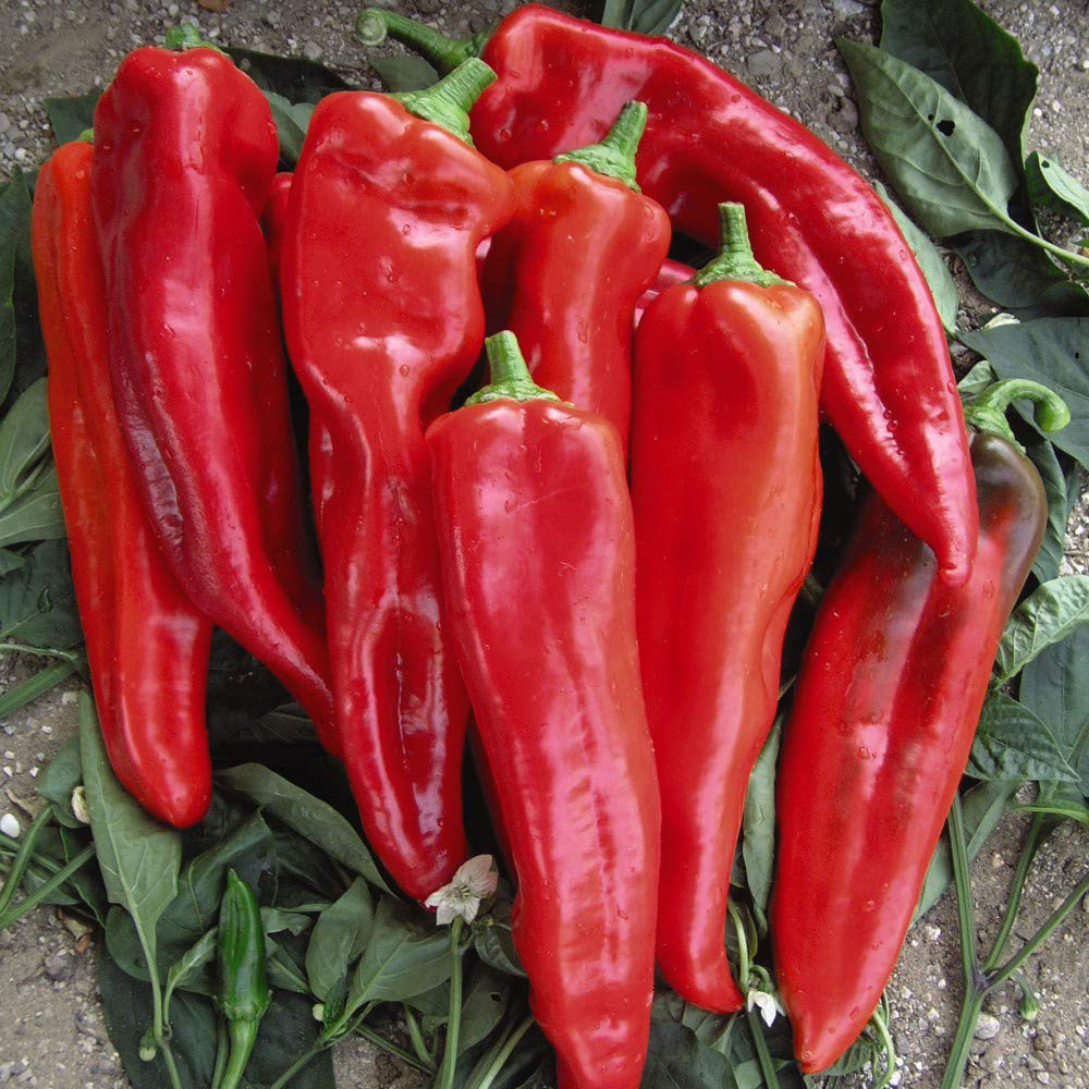 Thompson and Morgan Pepper Sweet Tasty Mix All Season Seeds Image 2