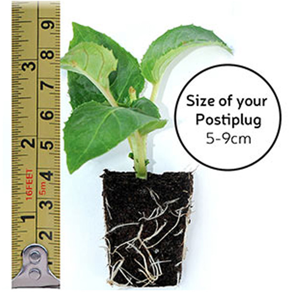 Thompson and Morgan Petunia Hot Pink Trailing Surfinia Postiplug Plant 20 Pack Image 5