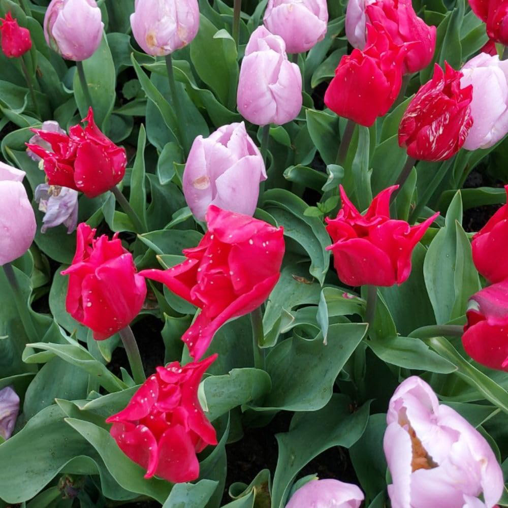 Thompson and Morgan Tulip Prince Mix Bulbs 8 Pack Image 2